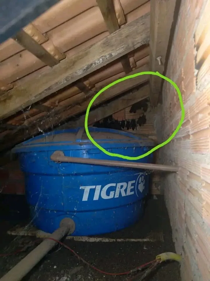 Colônia de morcegos alojada em vão de telhado