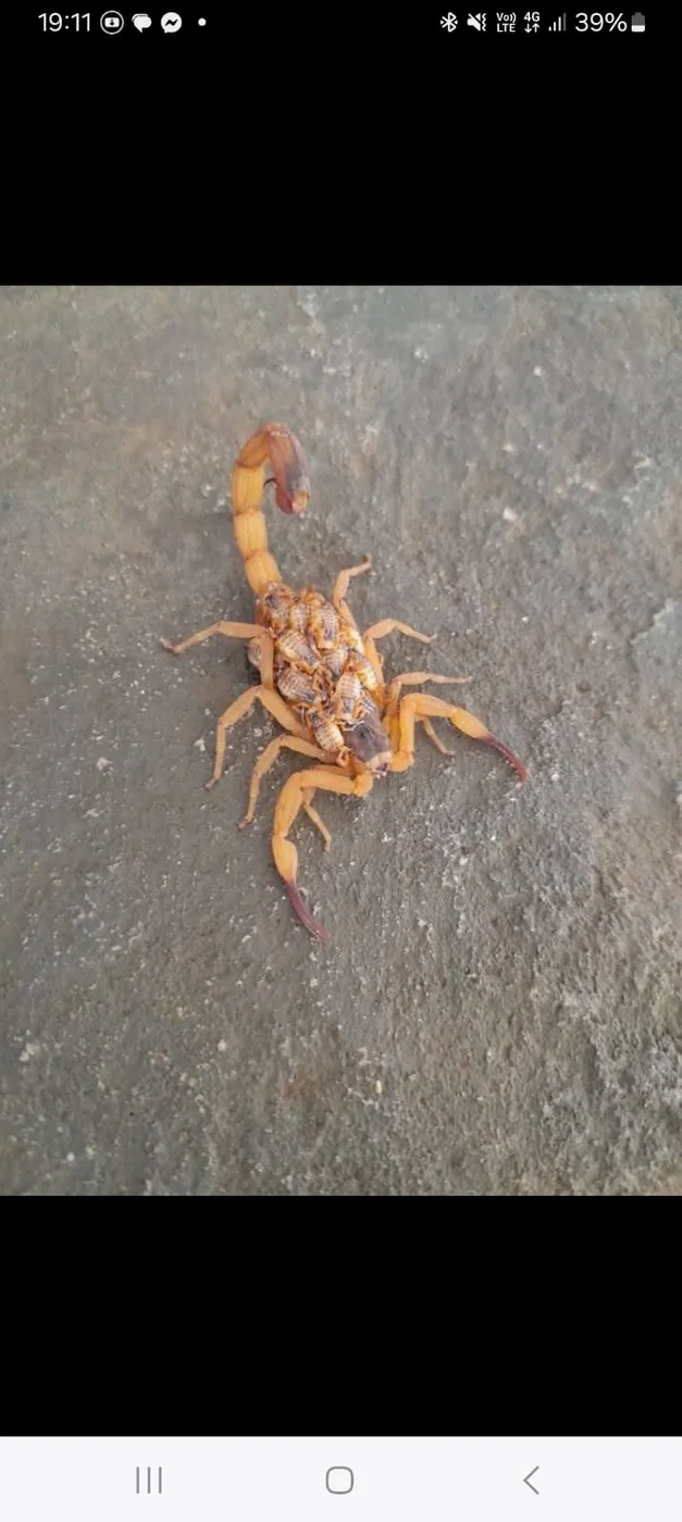 Escorpião amarelo localizado em área externa de imóvel