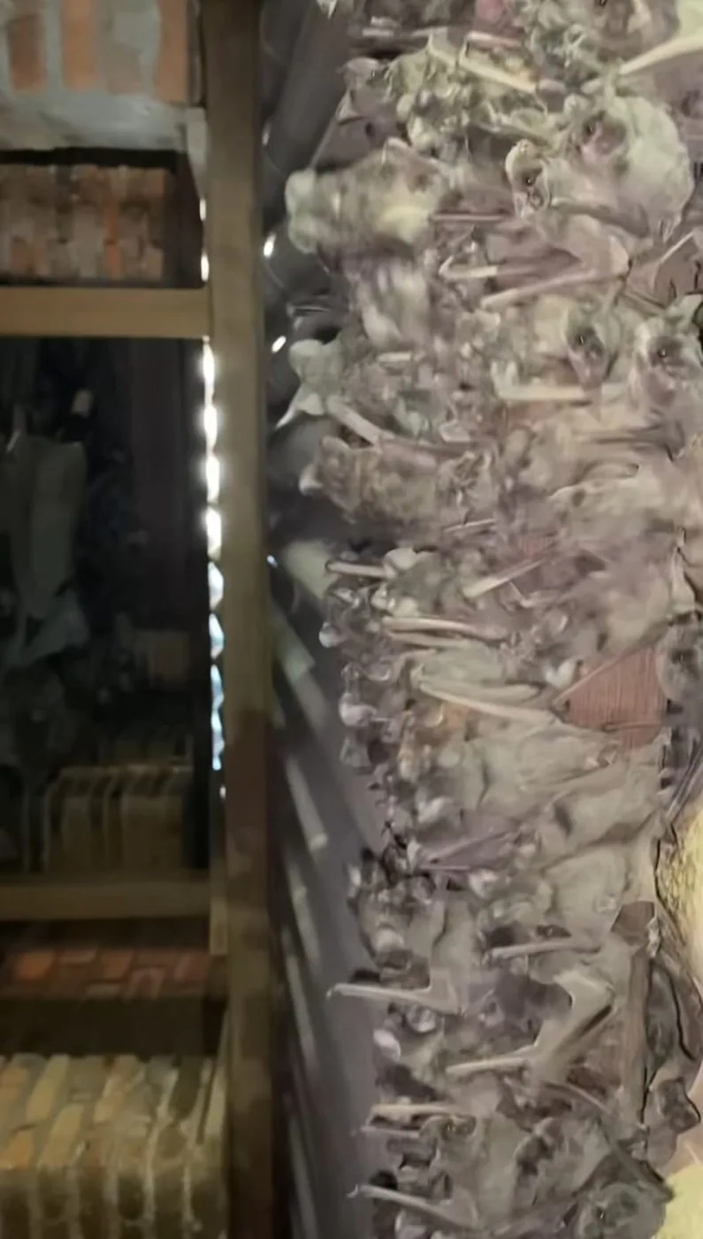 Acúmulo de guano de morcego sobre o forro