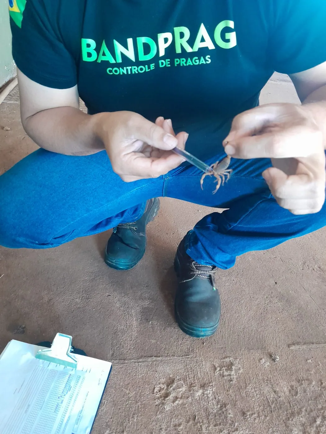 Técnico da Band Prag capturando escorpião com pinça em atendimento