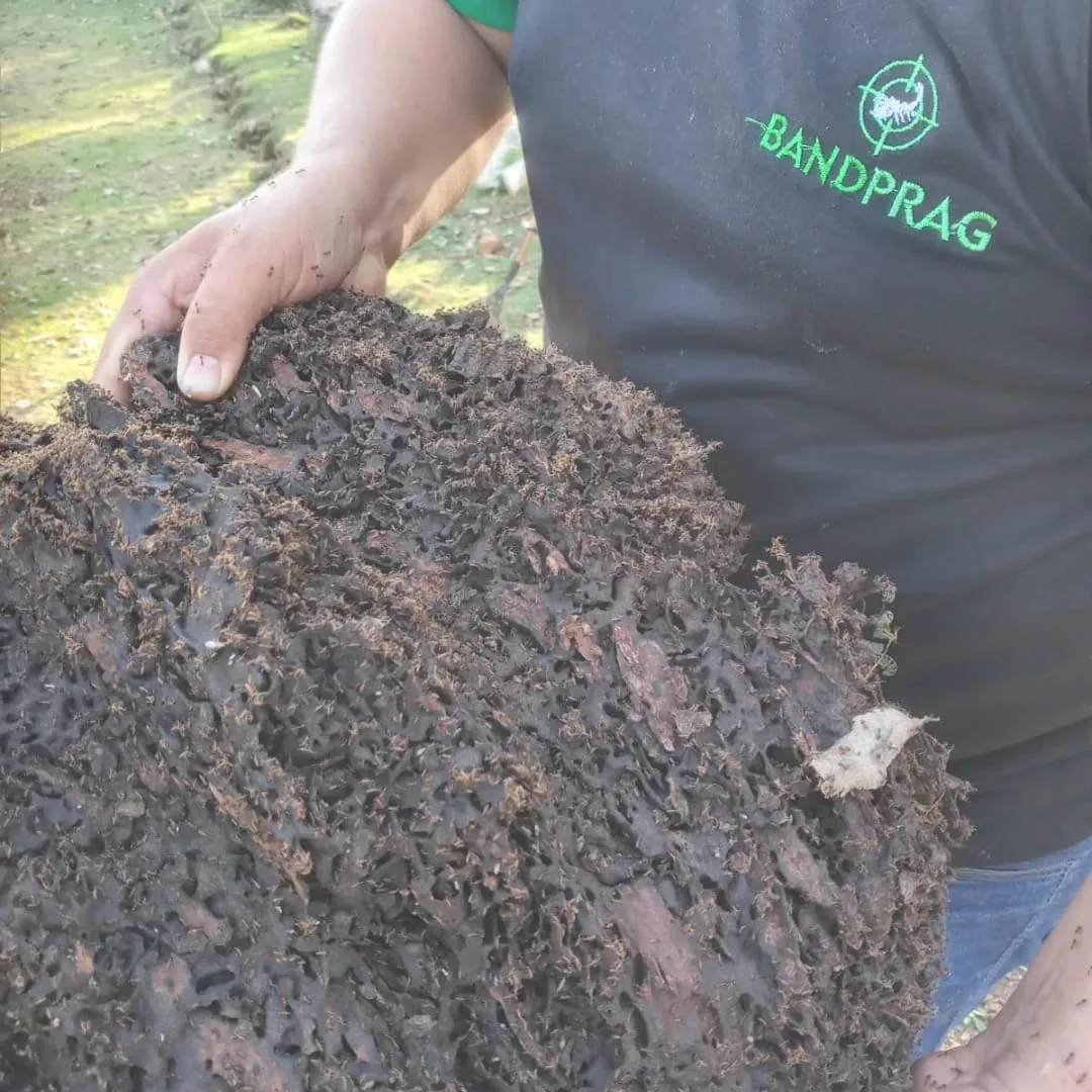 Técnico da Band Prag mostrando o volume de resíduos removido do forro